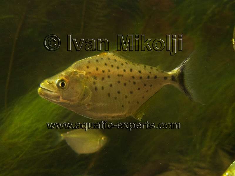 PECES DE VENEZUELA 94